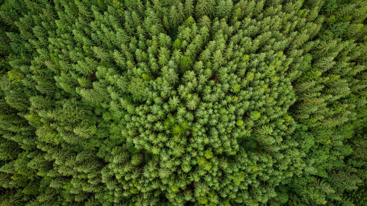 texture-of-green-fir-trees-aerial-view-2022-12-16-14-58-32-utc-scaled.jpg